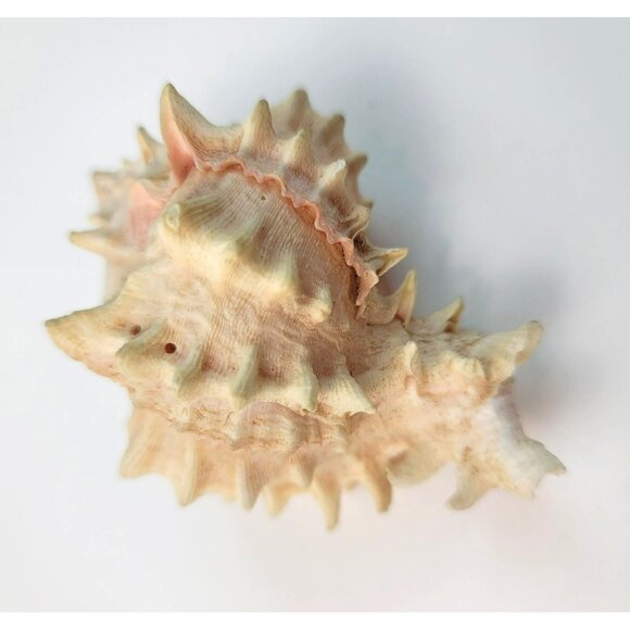 Vintage Pink Murex Conch Shell Conus Marmoreus Bandaus Lamarch  JH1361 - Picture 10 of 14